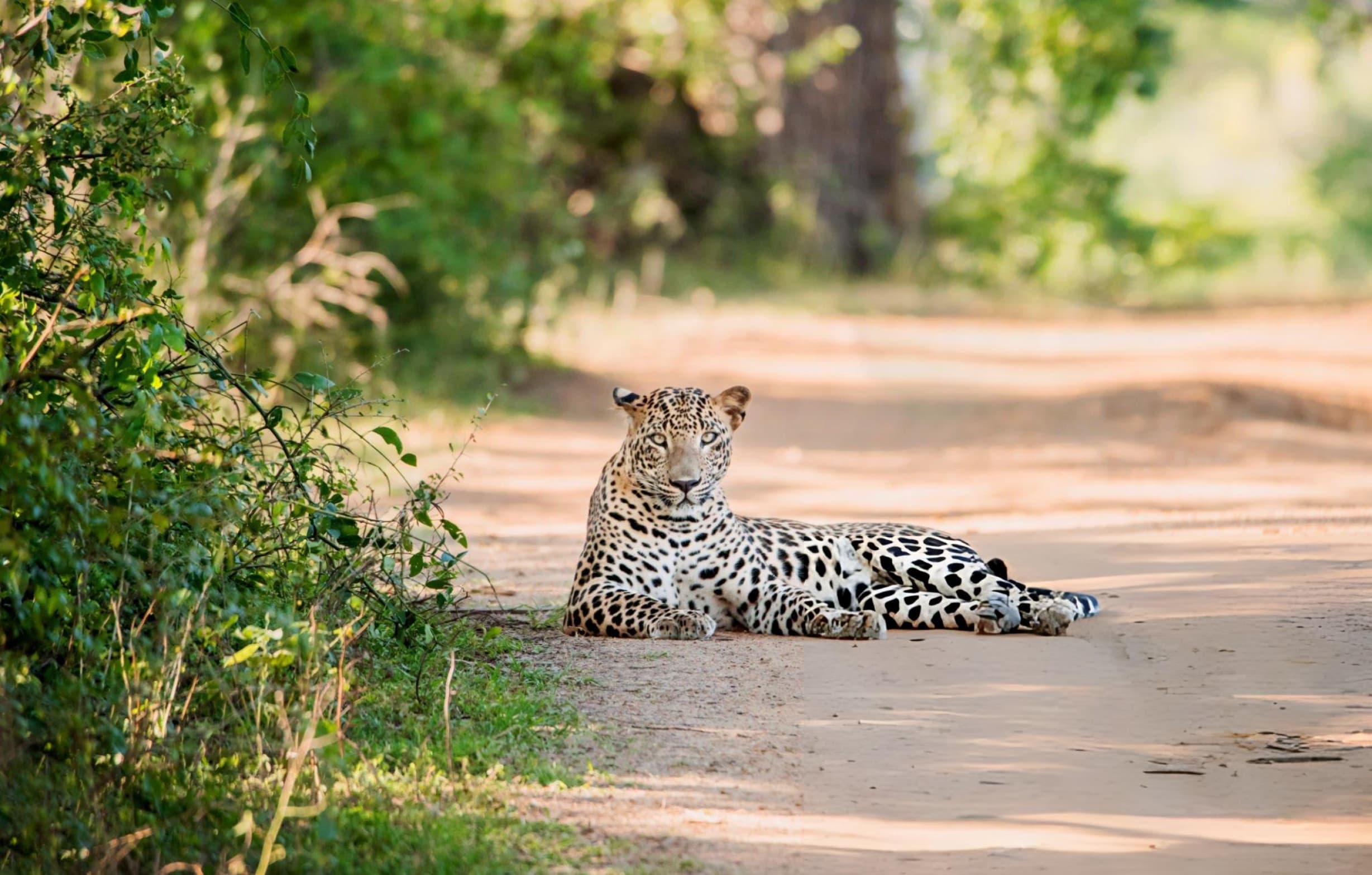 Morning jeep safari inside Yala National Park Block 1