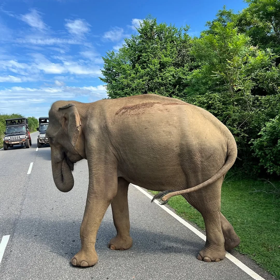 Close encounter with a wild elephant at Yala National Park