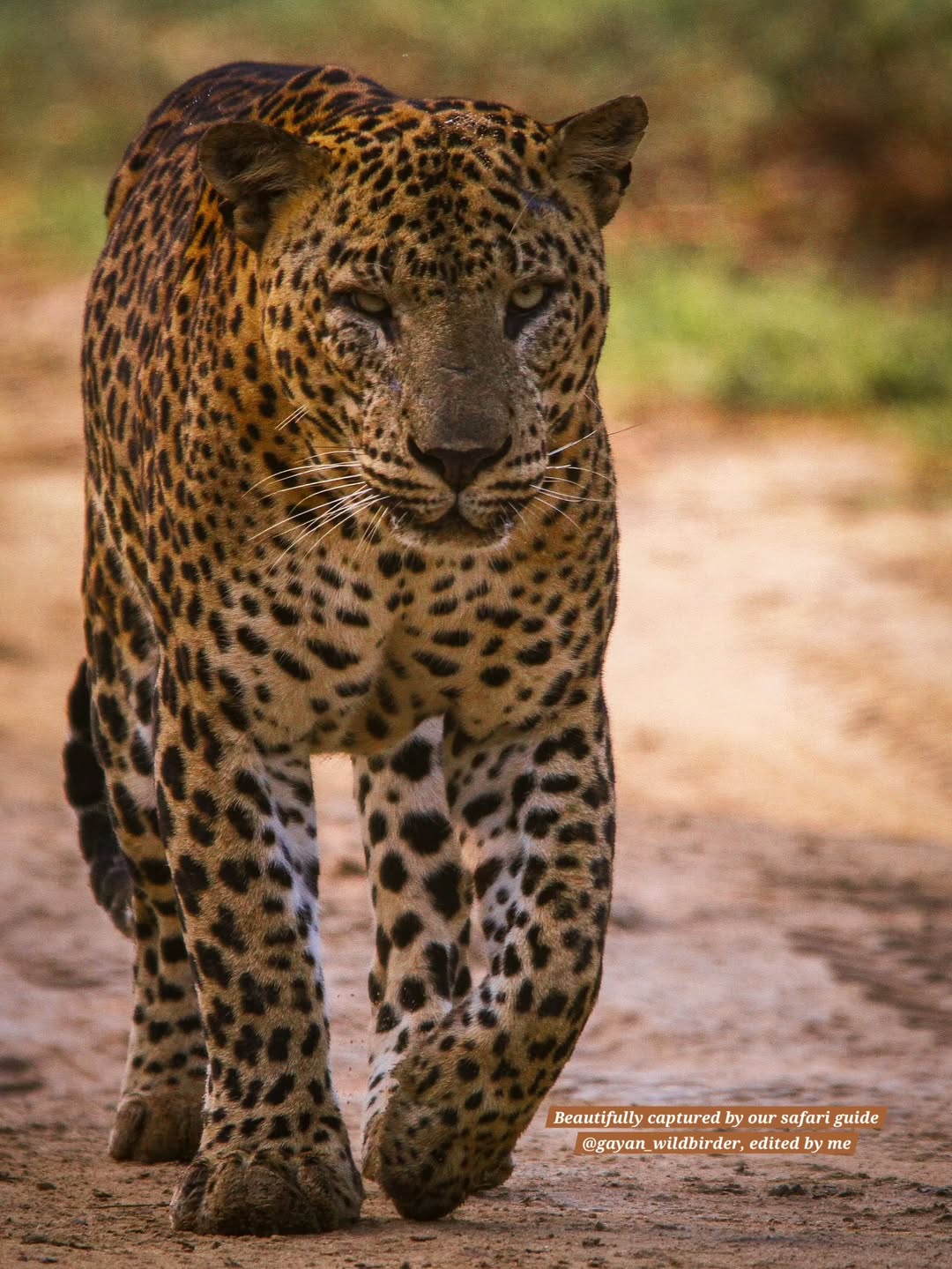 Wildlife encounter at golden hour inside Yala National Park