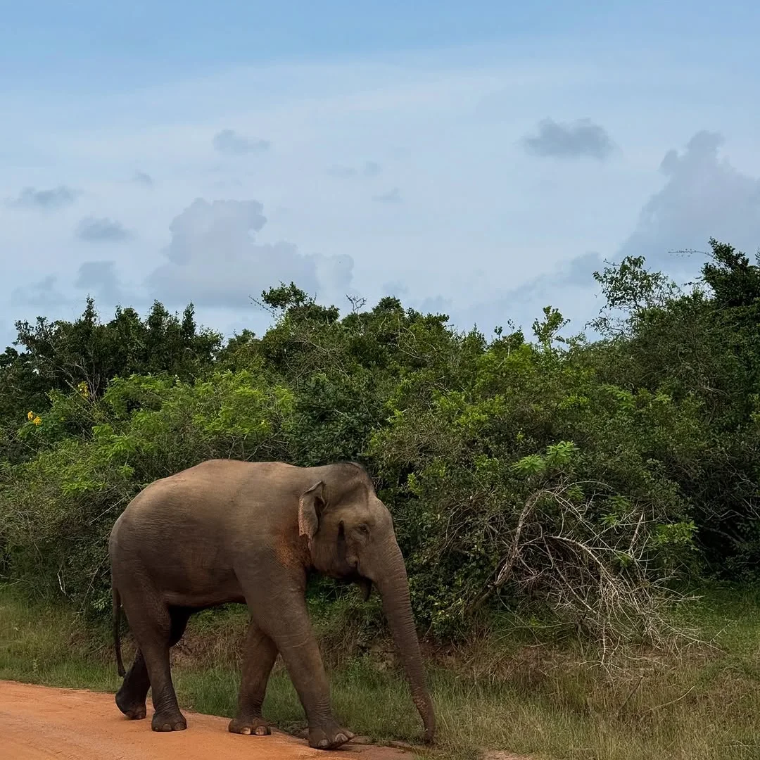 Bird species at Palatupana Lagoon Yala National Park