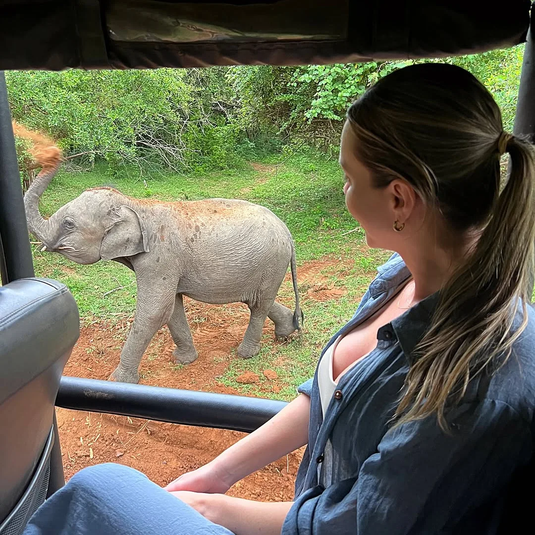 Tusker elephant close up at Yala National Park Sri Lanka