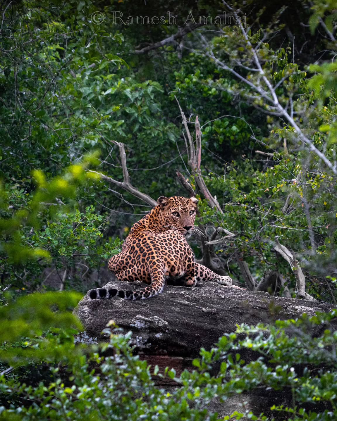 Comfortable jeep ride through Yala National Park